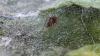 Agelena labyrinthica